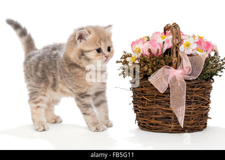 Small  kitten, a breed of British marble, stands near the basket of flowers, isolated on the white Stock Photo