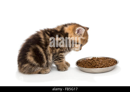 British kitten eats dry food Stock Photo