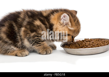 British kitten eats dry food Stock Photo