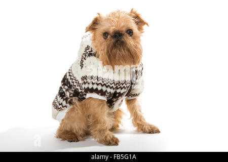 Dog breed Brussels Griffon in a warm jacket, isolated on a white Stock Photo