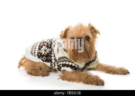 Dog breed Brussels Griffon in a warm jacket, isolated on a white Stock Photo