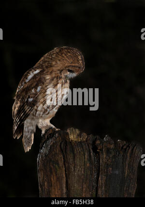 Wild Tawny Owl (Strix aluco) perched on wooden post at night in Warwickshire woodland Stock Photo