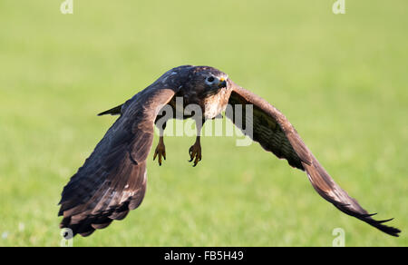 Wild female Common Buzzard, Buteo buteo in flight looking straight towards camera Stock Photo