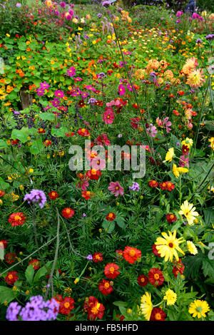 cosmos bipinnatus tithonia dahlia marigold salvia amistad rathbawn gardens wicklow RM Floral Stock Photo