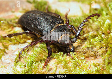 The tanner beetle (Prionus coriarius) Stock Photo