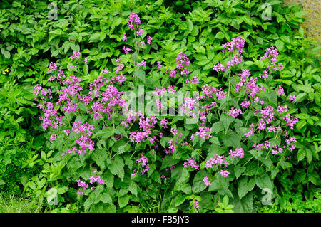 Honesty or Annual Honesty (Lunaria annua) Stock Photo