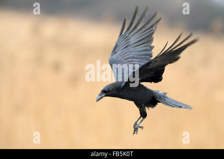 Common Raven / Kolkrabe ( Corvus corax ) flying in, surrounded by golden colored reed, Germany. Stock Photo