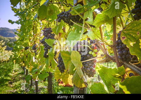 Grape vines with ripe black grapes at Wiston Vineyard, Sussex Stock Photo