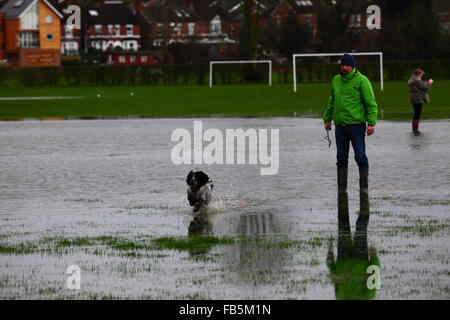 Tonbridge, Kent, England 10th January 2016: A man walks with his dog through floodwater on a playing field in Tonbridge. Recent heavy rain has left the playing fields partially flooded and the ground saturated, and the River Medway (which flows through the town) is currently bank full. Credit:  James Brunker/Alamy Live News Stock Photo