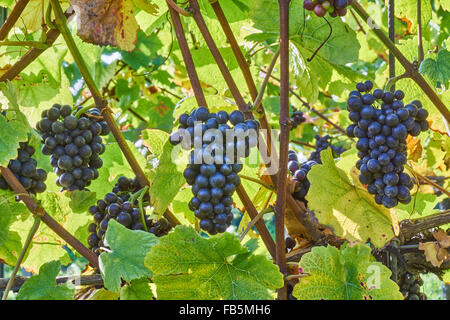 Grape vines with ripe black grapes at Wiston Vineyard, Sussex Stock Photo