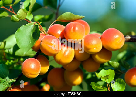 Apricots tree with fruits details wachau austria europe Stock Photo