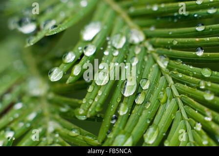 Waterdrops on Meta Sequoia(Metasequoia glyptostroboides) leaf Stock Photo