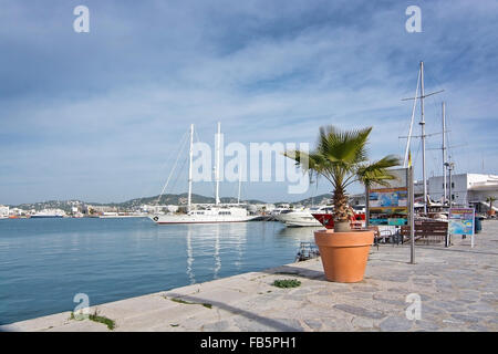 Harbor with palm tree in terracotta pot in Ibiza, Balearic islands, Spain. Stock Photo