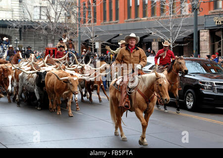 Longhorns herded by cowboys, National Western Stock Show Kick-Off Parade, Denver, Colorado USA Stock Photo