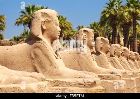 Avenue of Sphinxes in Luxor Temple, Luxor, Egypt Stock Photo