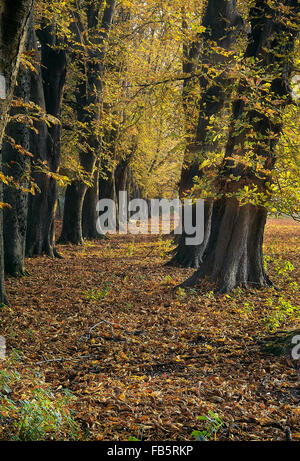 An avenue of Horse Chestnut trees in Hyde Park Stock Photo ...