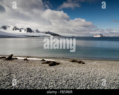 South Orkney Islands, Laurie Island, fur seal on Orcadas base beach Stock Photo