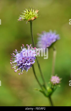 Devil's bit Scabious (Succisa pratensis) a beautiful late summer flowering wildflower. Stock Photo