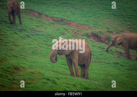 Wildlife Elephants family in safari in Africa Stock Photo