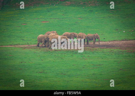 Wildlife Elephants family in safari in Africa Stock Photo