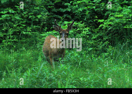 Sitka black tailed deer walking through tall grass in Hoonah, Alaska Stock Photo