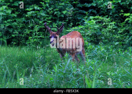 Sitka black tailed deer walking through tall grass in Hoonah, Alaska Stock Photo