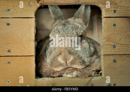 brown pet rabbit resting in wooden house Stock Photo