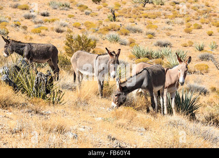 Wild burros (Equus asinus) in Red Rock Canyon National Conservation Area Stock Photo