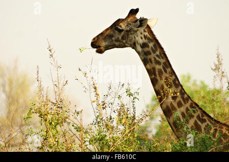 Rhodesian or Thornicroft’s giraffe eating above the trees in the South Luangwa National Park, Zambia Stock Photo