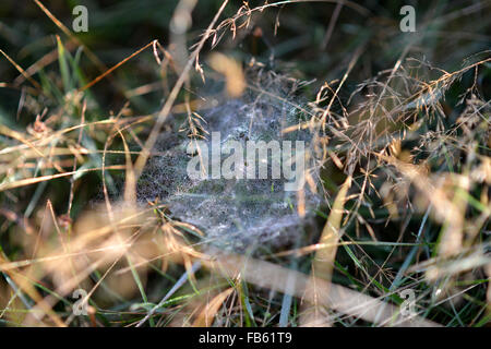 Spider web covered in dew, Ashdown Forest, UK Stock Photo
