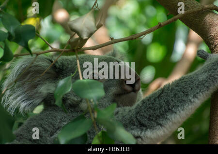 Koala bear at Edinburgh Zoo, Scotland. Stock Photo