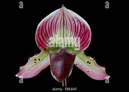 Hybrid orchid, Paphiopedilum Hsinying X Paph. Callosum Stock Photo