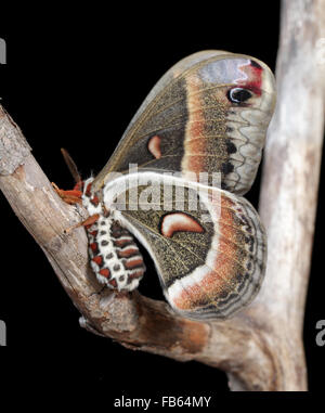 Adult cecropia moth female, Hyalophora cecropia, black background Stock ...