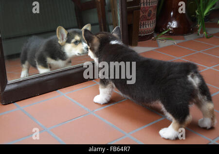 Pembroke Welsh corgi discovering his reflection in a mirror. Stock Photo