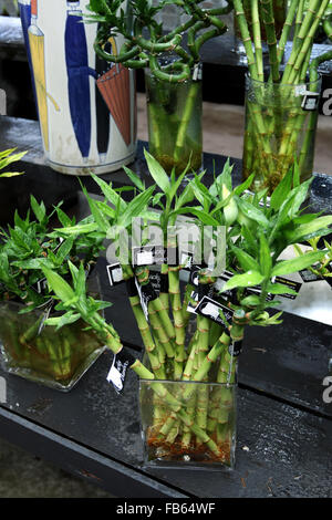 Dracaena braunii or known as Lucky bamboo cuttings for sale Stock Photo