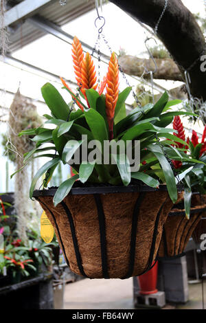 Orange Bromeliad or known as Bromeliad Vriesea Drako Stock Photo