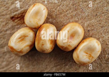Eggs of the cecropia moth, Hyalophora cecropia. Stock Photo