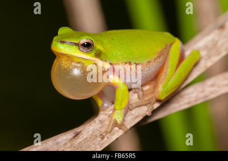 Calling male dwarf tree frog, Litoria fallax, at Glenbrook, New South Wales, Australia. Stock Photo