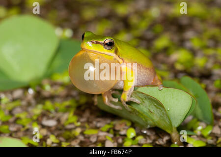 Calling male dwarf tree frog, Litoria fallax, at Glenbrook, New South Wales, Australia. Stock Photo