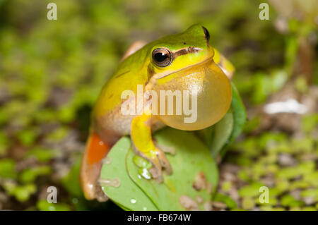 Calling male dwarf tree frog, Litoria fallax, at Glenbrook, New South Wales, Australia. Stock Photo