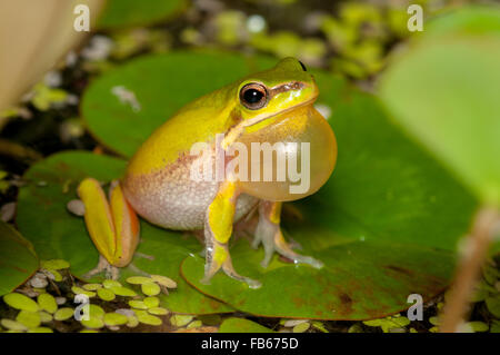 Calling male dwarf tree frog, Litoria fallax, at Glenbrook, New South Wales, Australia. Stock Photo