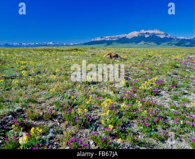 wildflowers (locoweed) on the prairie below sawtooth ridge on the rocky mountain front near choteau, montana Stock Photo