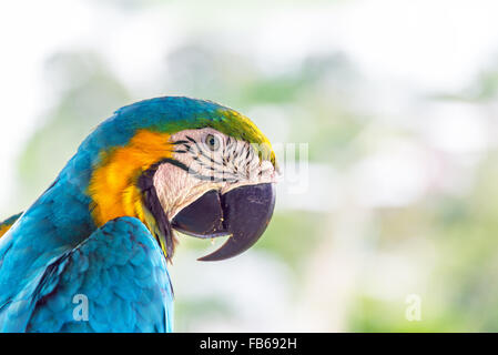 Closeup of a blue and yellow macaw in Puerto Narino, Colombia