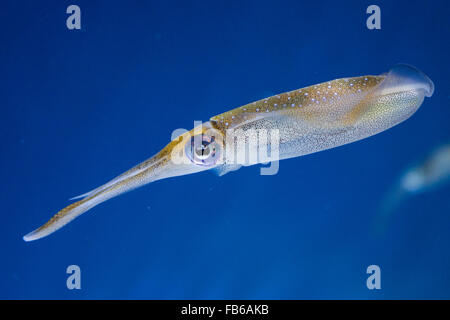 Bigfin reef squid (Sepioteuthis lessoniana), Monterey Bay Aquarium, Monterey, California, United States of America Stock Photo