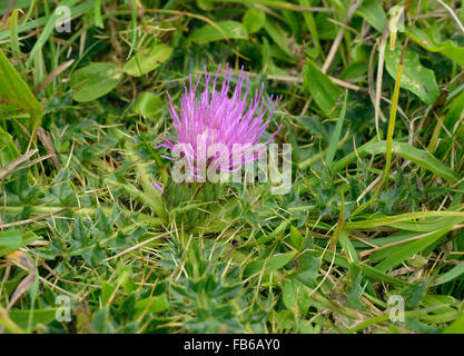 Dwarf Thistle - Cirsium acaule Common grassland Flower Stock Photo