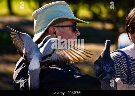 A man feeding friendly pigeons, La Jolla Cove, San Diego, California Stock Photo