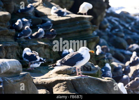 Seagulls on a rocky cliff in La Jolla, California Stock Photo