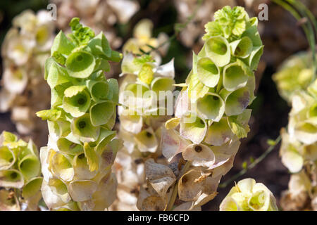 Moluccella laevis or Bells of Ireland,  Shellflower, Shell flower Stock Photo