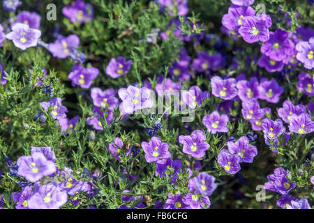 Nierembergia hippomanica 'Purple Robe' or Cupflower blooming Stock Photo