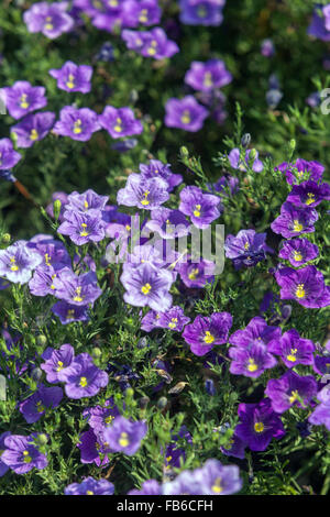 Nierembergia hippomanica 'Purple Robe' or Cupflower blooming Stock Photo